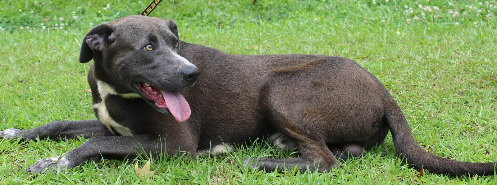 Dog for Adoption Banjo 37309, a Black Labrador Retriever in