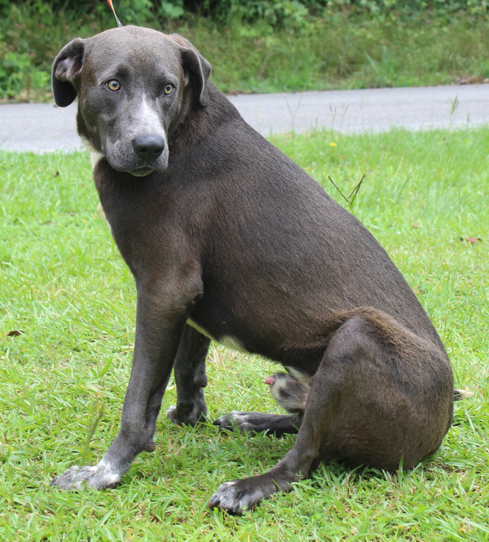 Dog for Adoption Banjo 37309, a Black Labrador Retriever in
