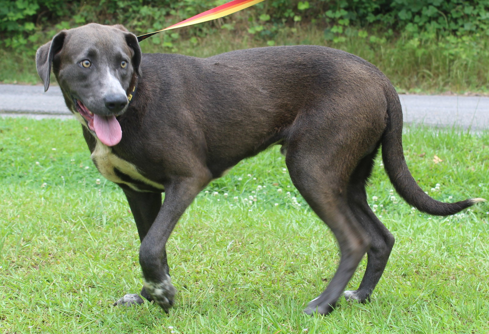 Dog for Adoption Banjo 37309, a Black Labrador Retriever in