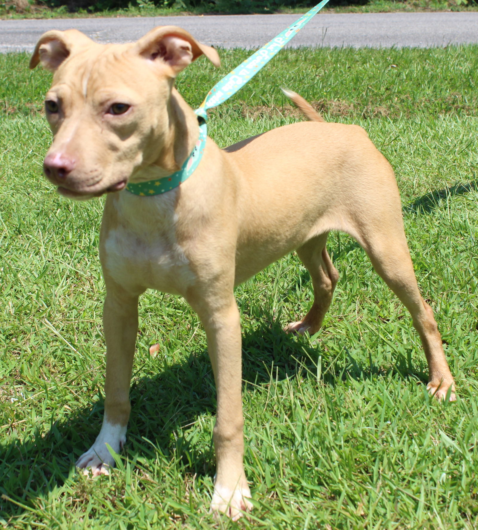 Dog for Adoption - Lea 37678, a Pit Bull Terrier in Blue Ridge, AL ...