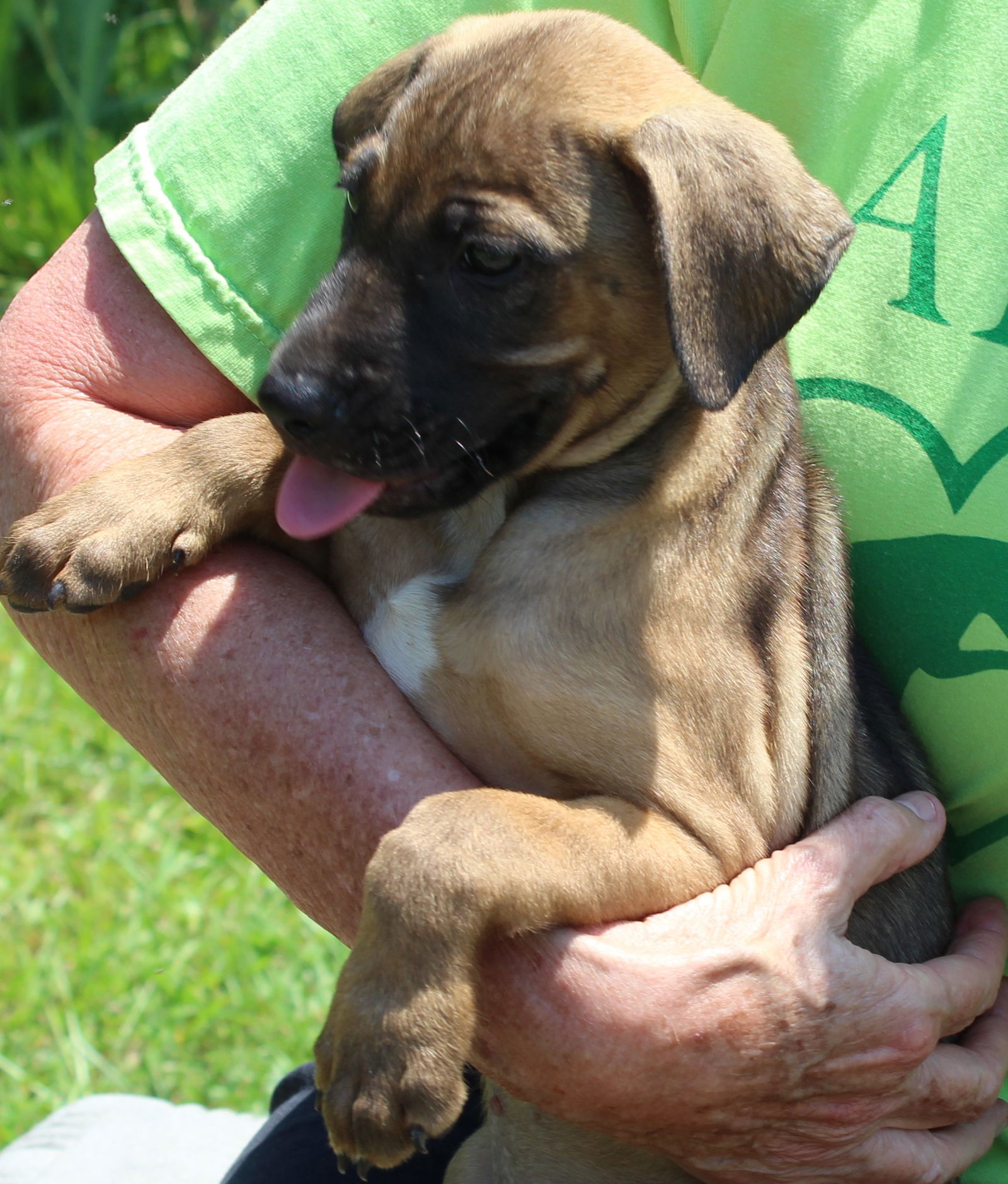 dog-for-adoption-rug-rat-a-shepherd-in-emerald-mountain-al-alpha-paw