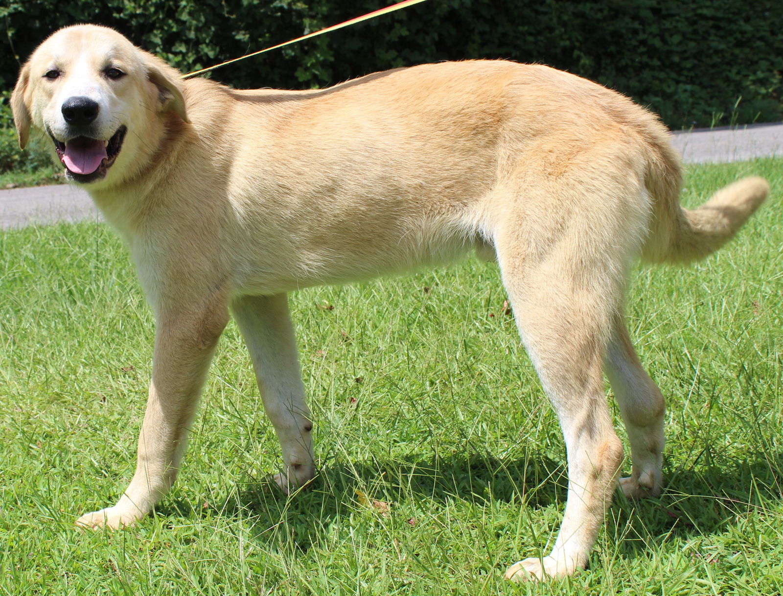 Great pyrenees and yellow best sale lab mix