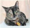 adoptable Cat in  named Cider - 37865