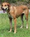 adoptable Dog in prattville, al, AL named Ella 38237