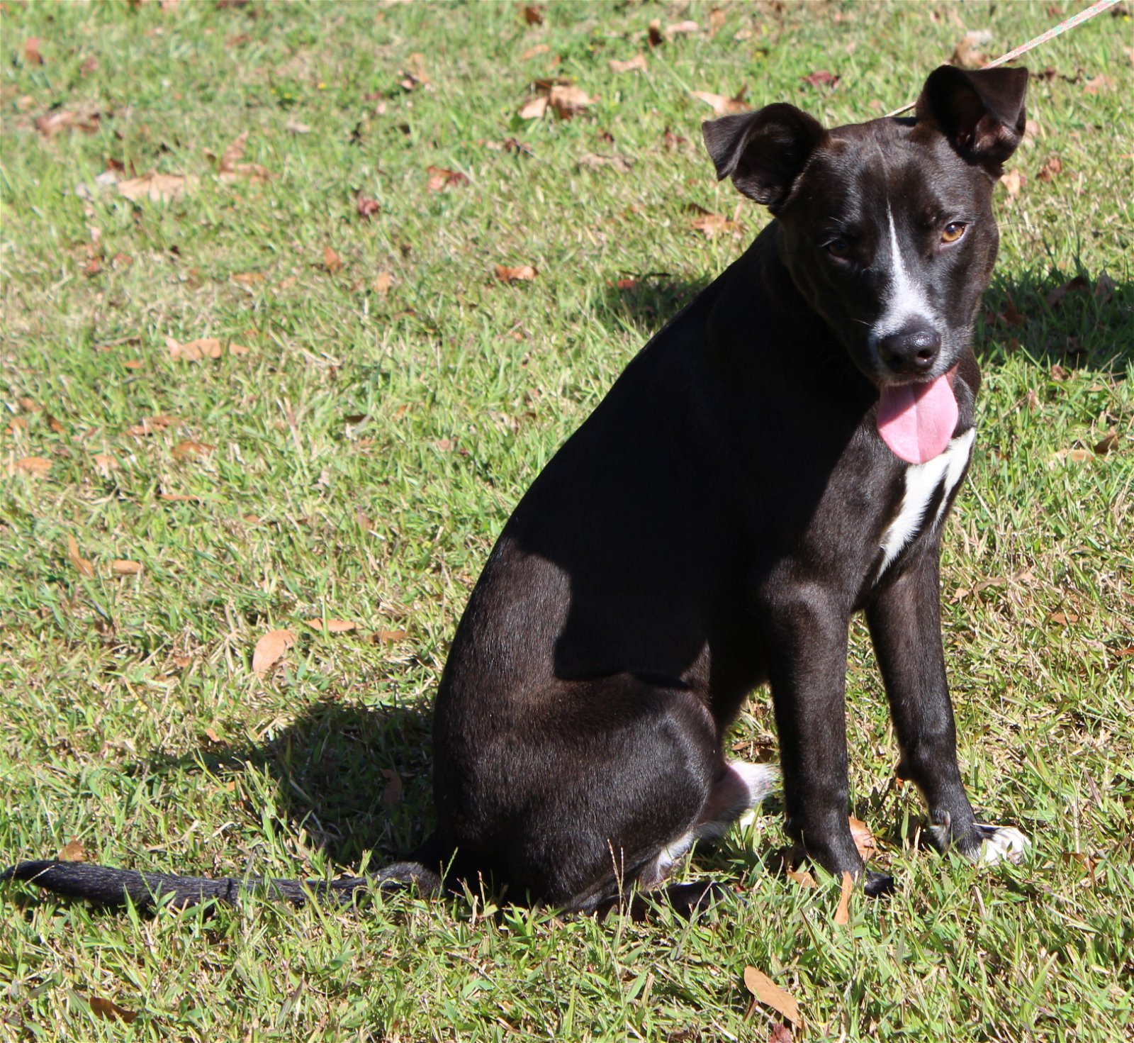 adoptable Dog in Prattville, AL named Cash 38550