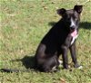 adoptable Dog in prattville, AL named Cash 38550