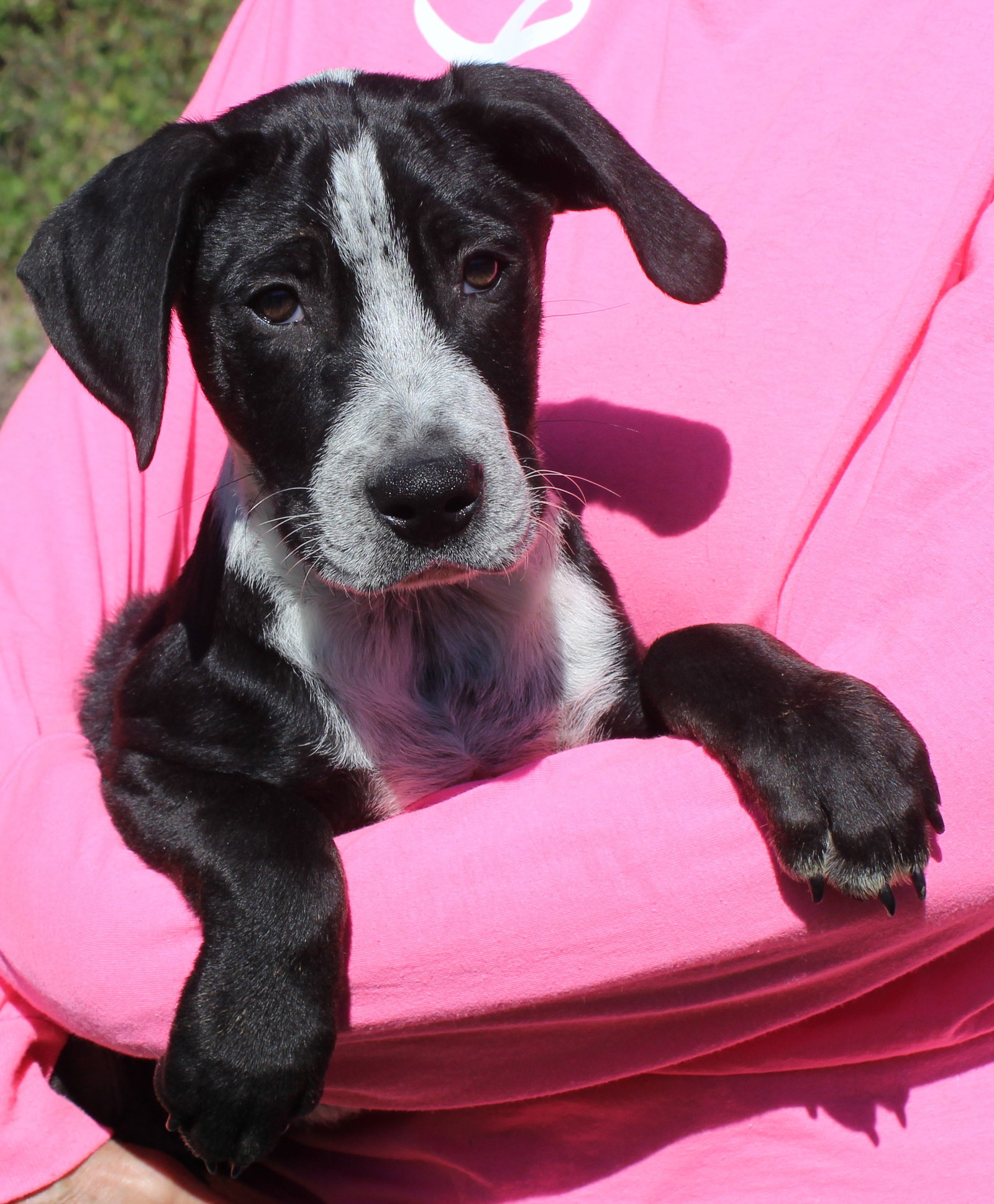 Dog For Adoption Lee 38348 A Black Labrador Retriever In Elmore dog-for-adoption-lee-38348-a-black-labrador-retriever-in-elmore