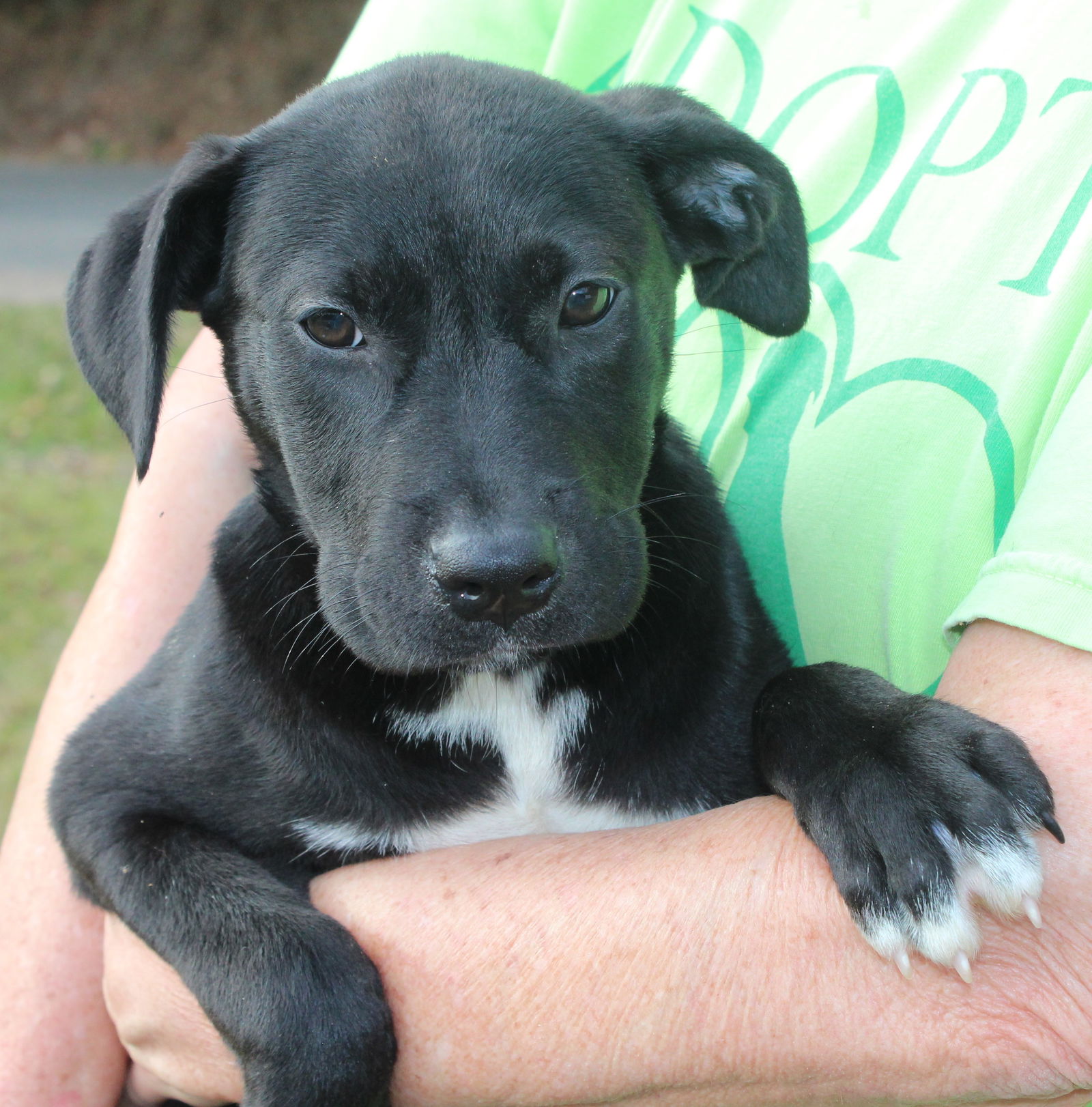 Dog for Adoption - Ally 38578, a Labrador Retriever in Wetumpka, AL ...