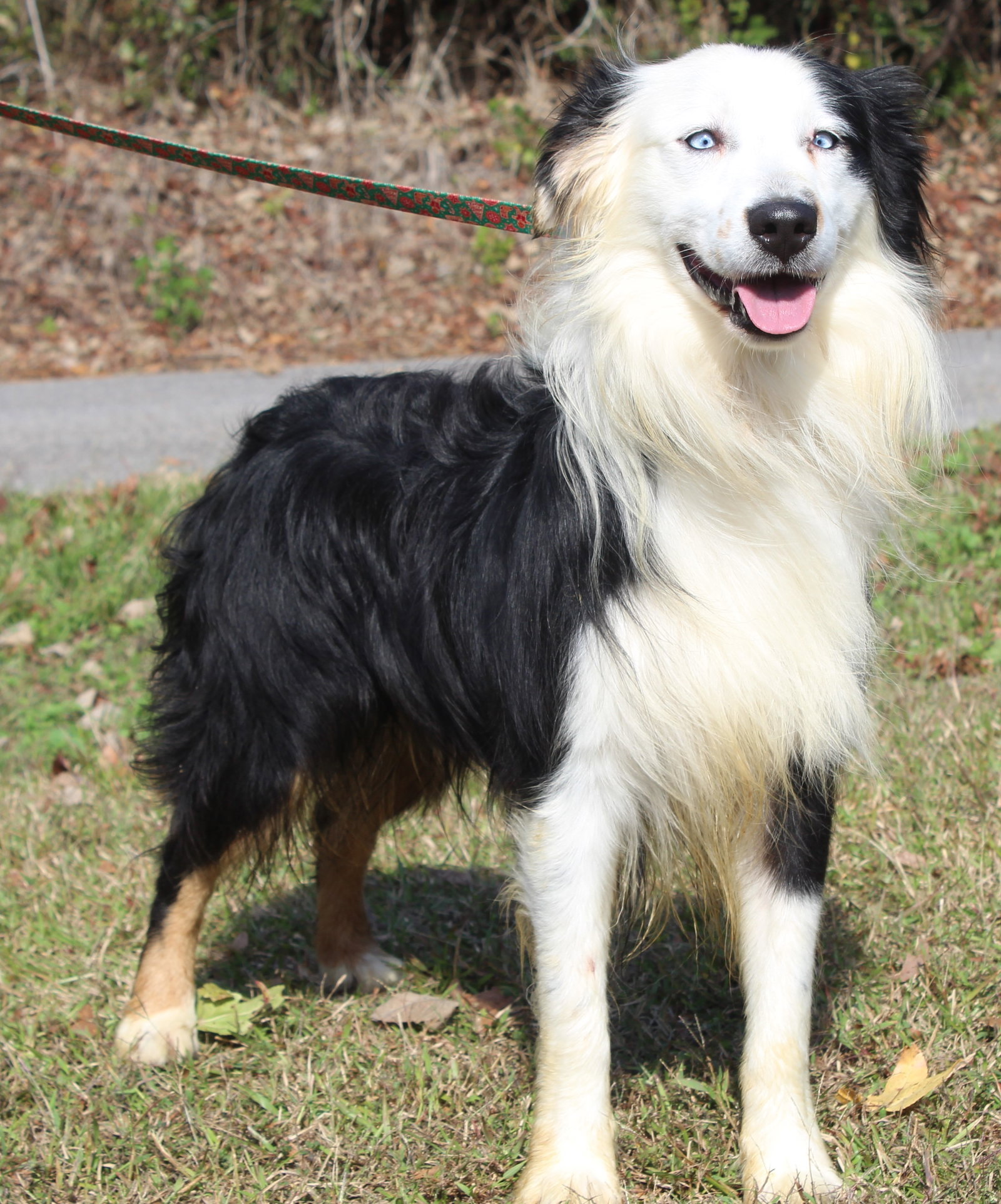 Dog for Adoption Mack 38762, a Australian Shepherd in Chilton County