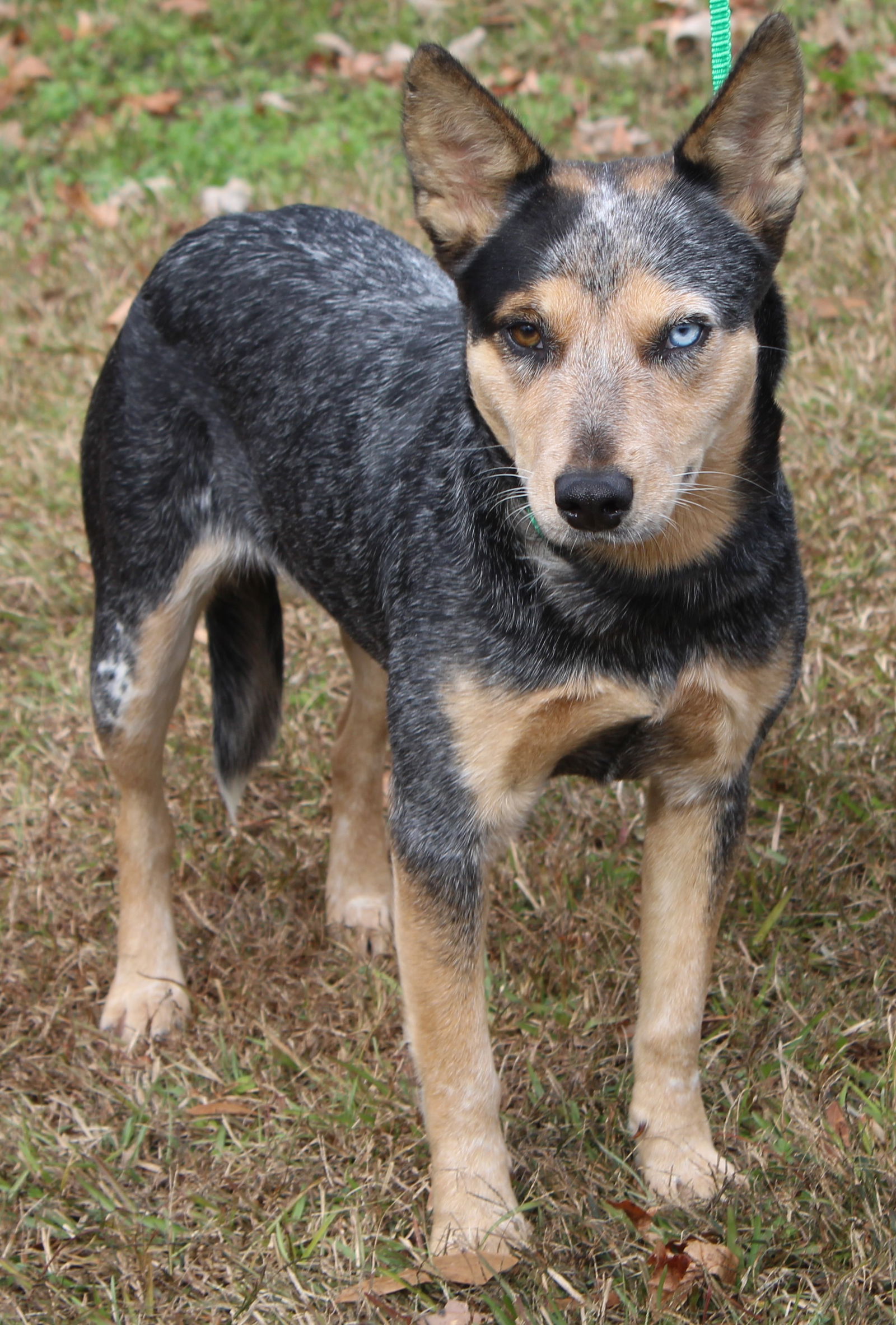 adoptable Dog in Prattville, AL named Sandy 38629