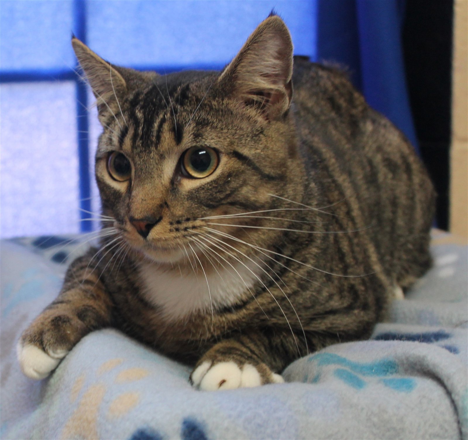 adoptable Cat in Prattville, AL named Jacob - 38529
