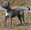 adoptable Dog in prattville, AL named Penelope 38897