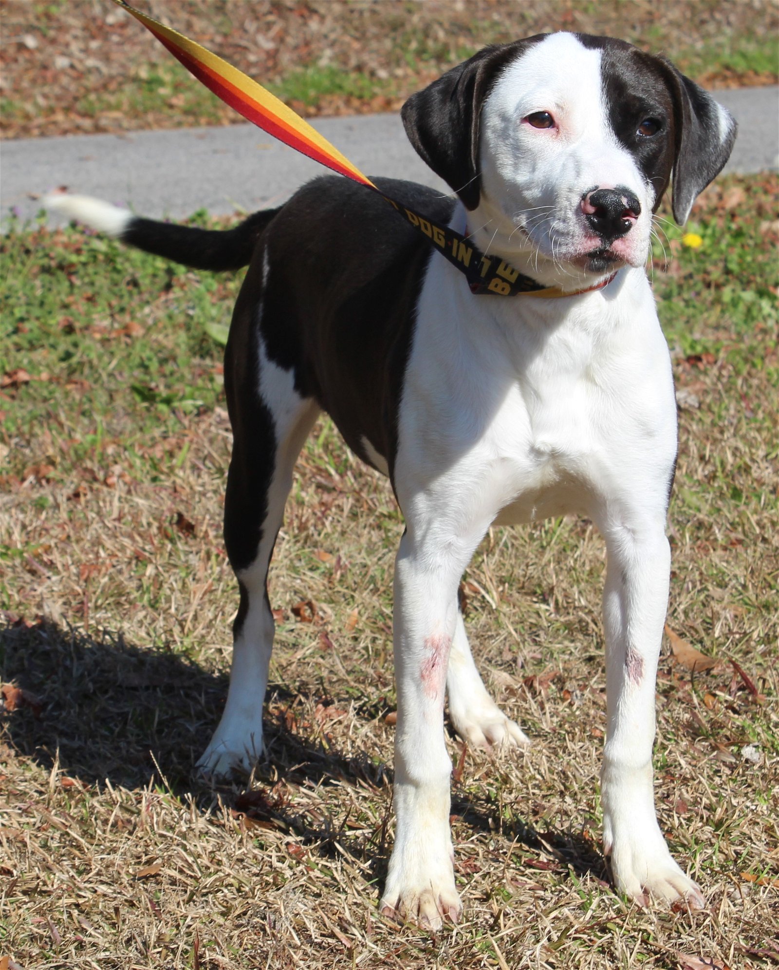 adoptable Dog in Prattville, AL named Hyde 38992