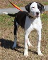 adoptable Dog in prattville, al, AL named Hyde 38992