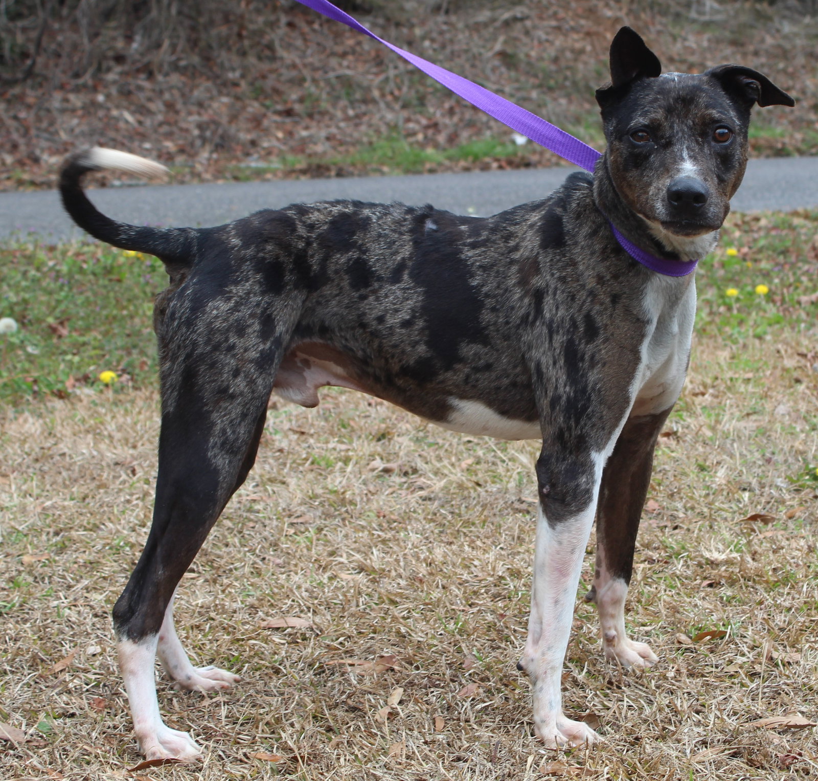 Dog for Adoption Comet 39070, a Catahoula Leopard Dog in Montgomery