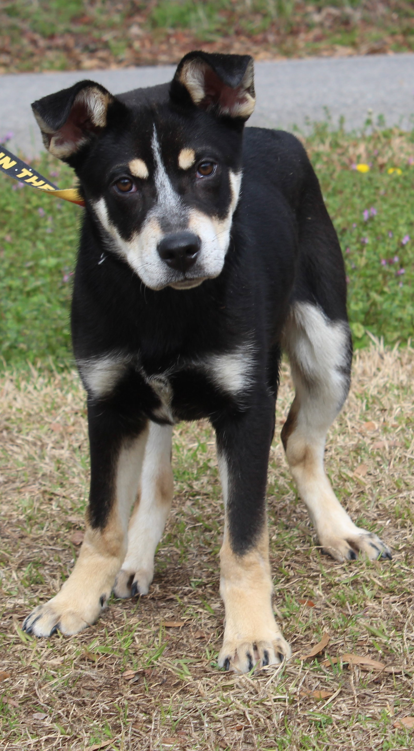 Dog for Adoption Hamilton 39105, a Husky in Montevallo, AL Alpha Paw