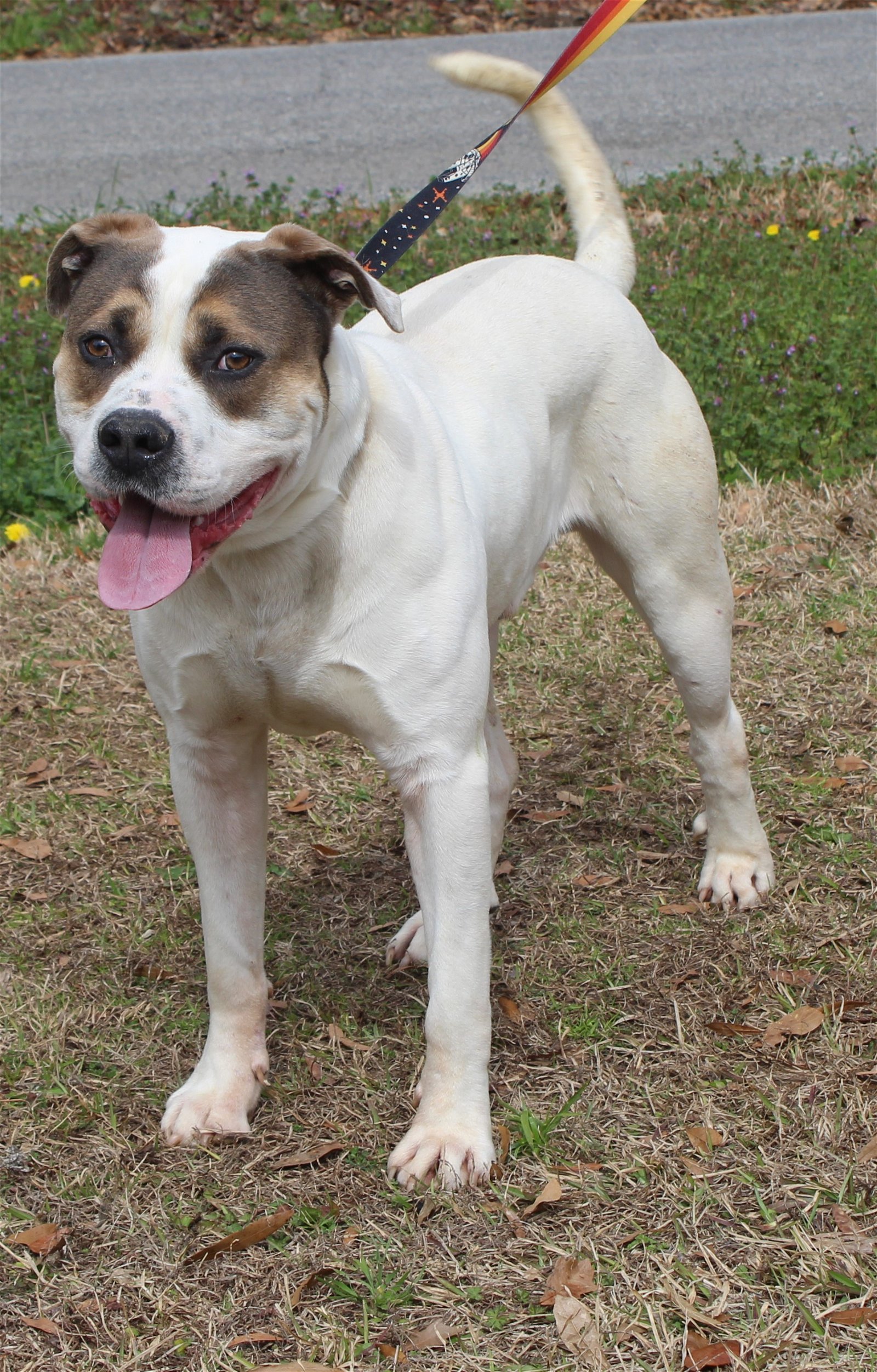 adoptable Dog in Prattville, AL named Bob 39123