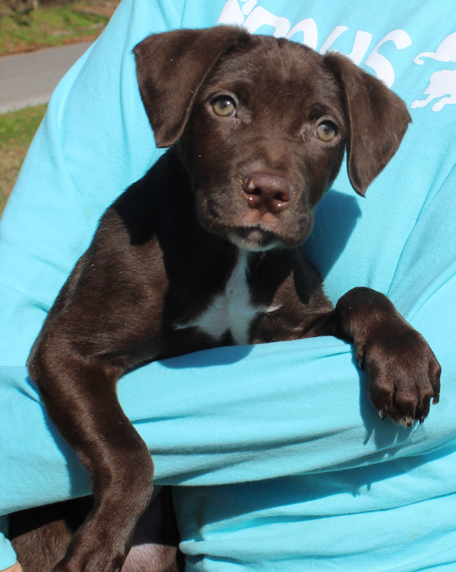 Dog for Adoption Ava 39134, a Chocolate Labrador Retriever in Chilton