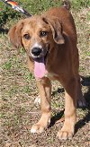 adoptable Dog in prattville, AL named Cole 39144