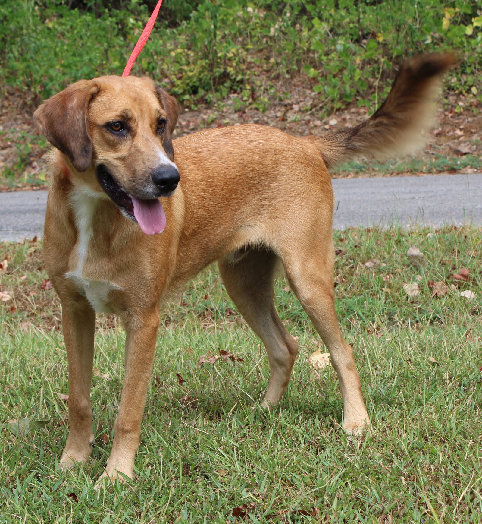 adoptable Dog in Prattville, AL named Cole 39144