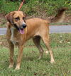 adoptable Dog in , AL named Cole 39144