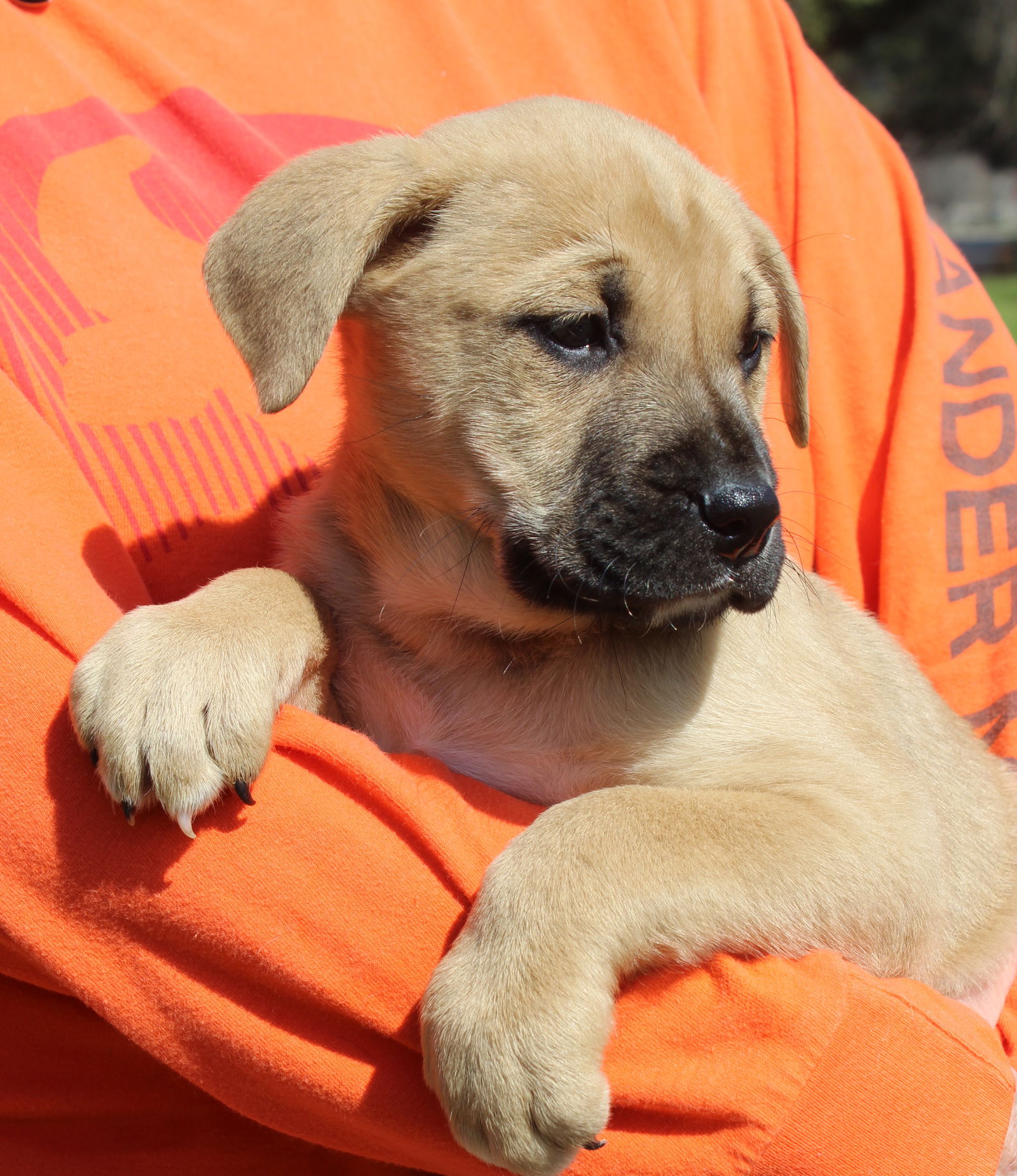 Dog for Adoption - Sneezy 39260, a Labrador Retriever in Pike Road, AL 