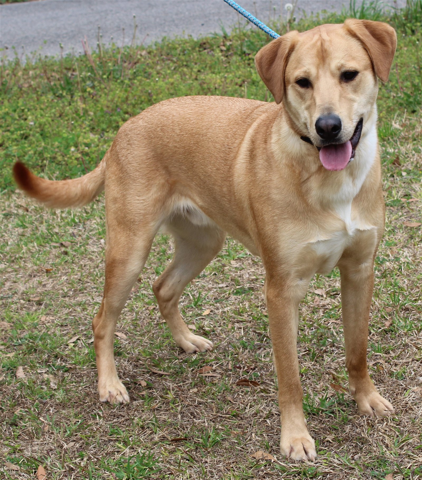 adoptable Dog in Prattville, AL named Mario 39231