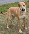 adoptable Dog in prattville, al, AL named Mario 39231