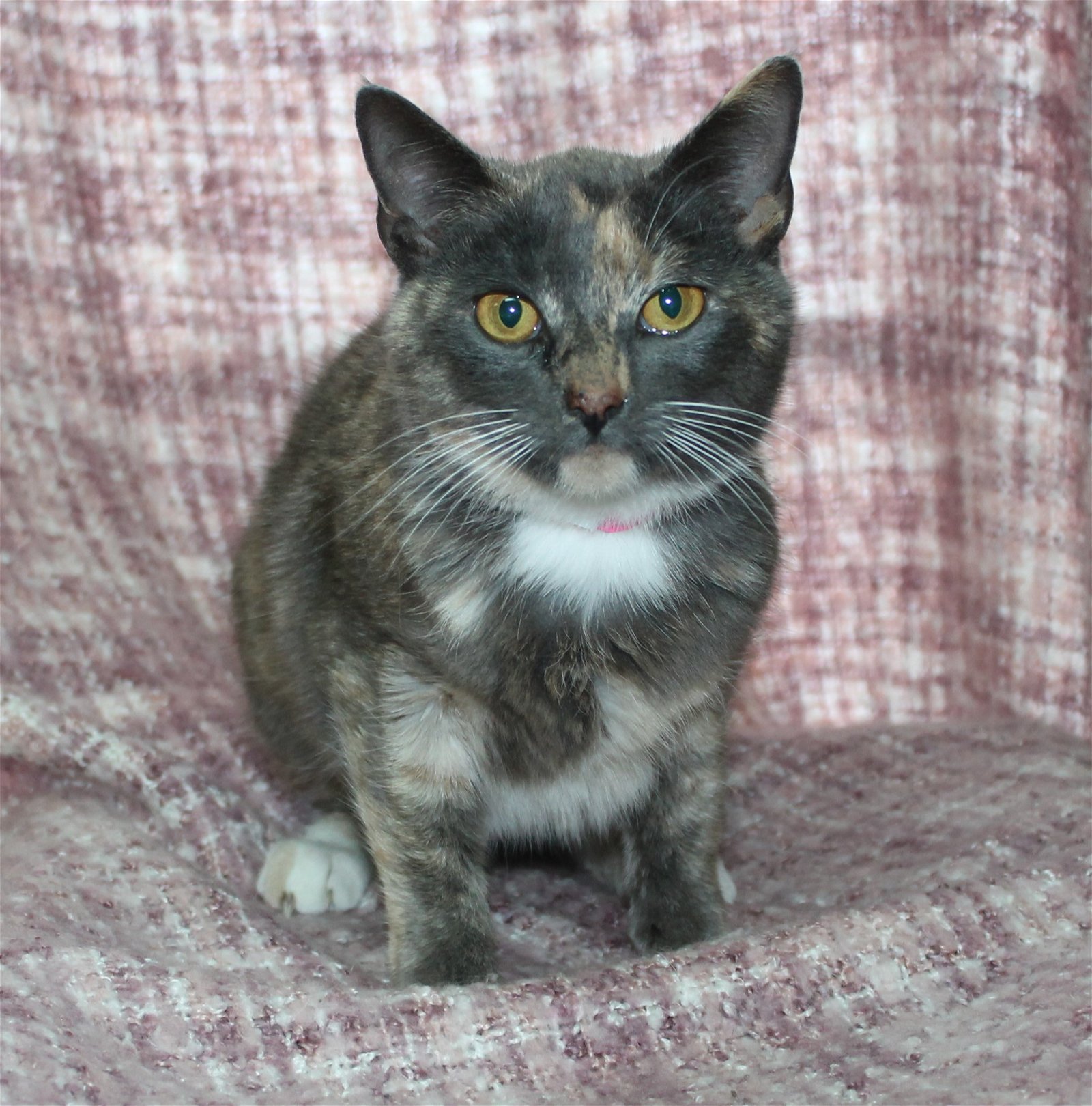 adoptable Cat in Prattville, AL named Jessica - 39238