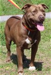 adoptable Dog in  named Beauty 39294