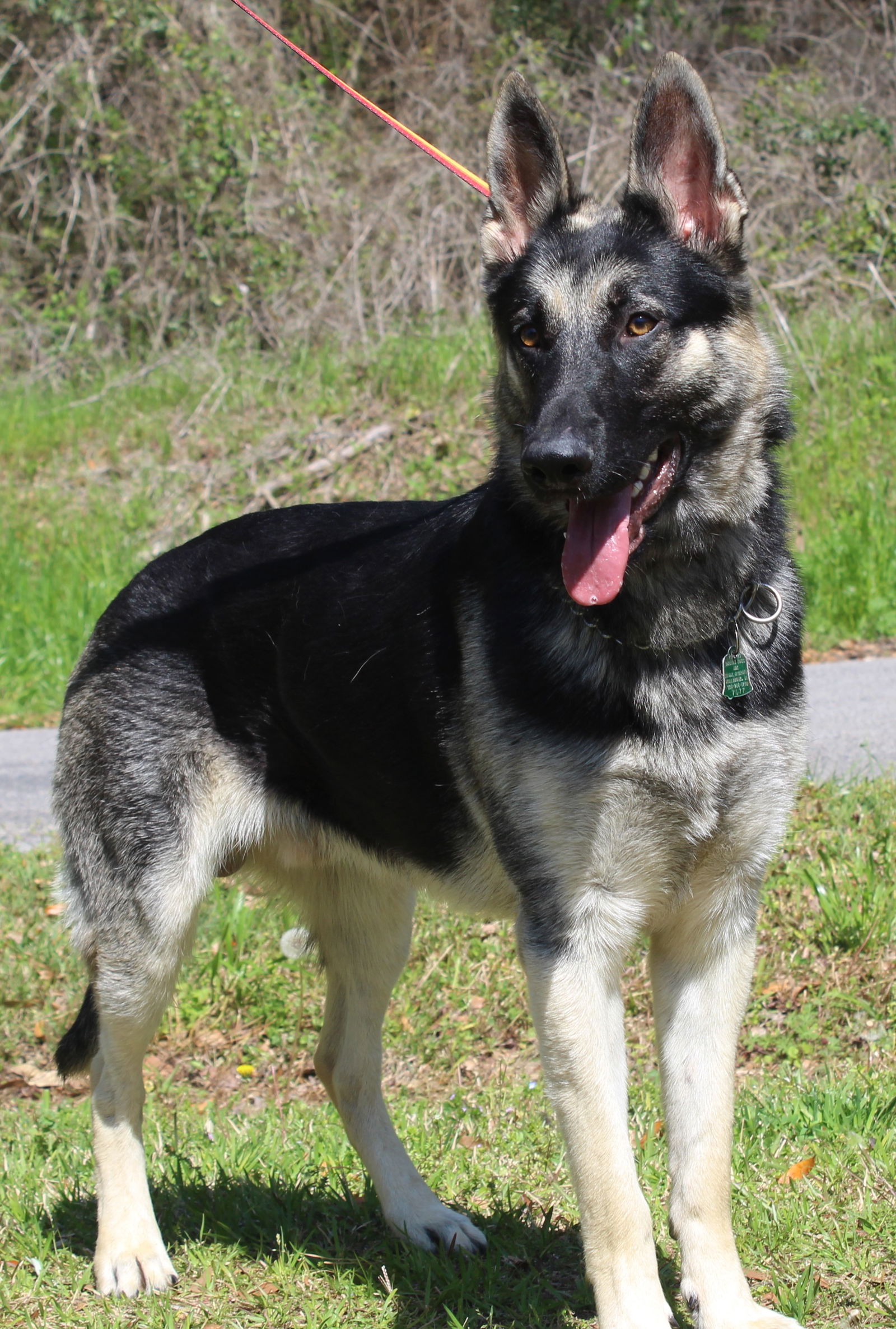 Dog for Adoption - Rambo 39319, a German Shepherd Dog in Shelby, AL ...