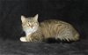 adoptable Cat in prattville, AL named Chili - 39232
