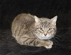 adoptable Cat in  named Silver - 39201