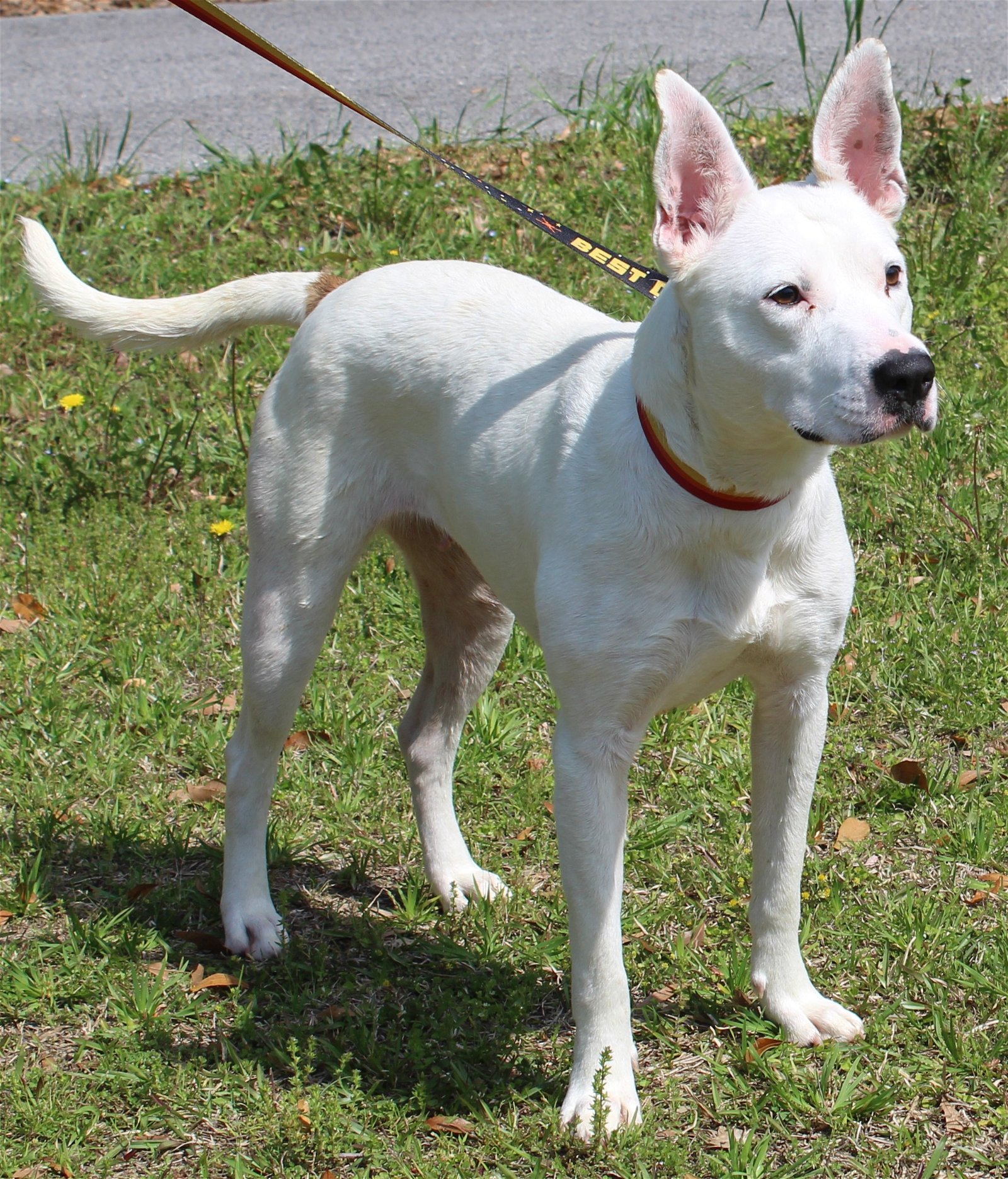 adoptable Dog in Prattville, AL named Snowball 39358