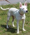 adoptable Dog in , AL named Snowball 39358