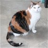 adoptable Cat in prattville, al, AL named Marty - 39412
