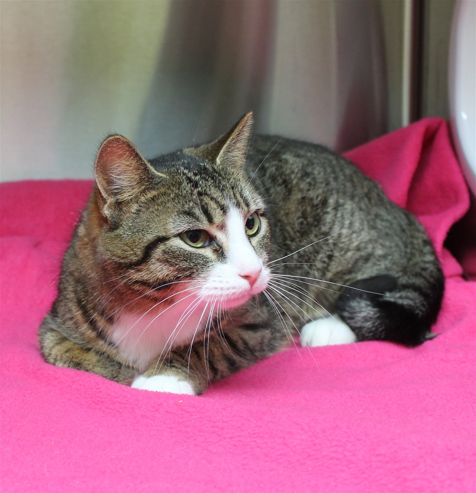 adoptable Cat in Prattville, AL named Juno - 39345
