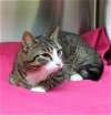 adoptable Cat in prattville, al, AL named Juno - 39345