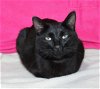 adoptable Cat in prattville, AL named BC - 39424