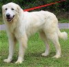 adoptable Dog in prattville, AL named Saint 38708