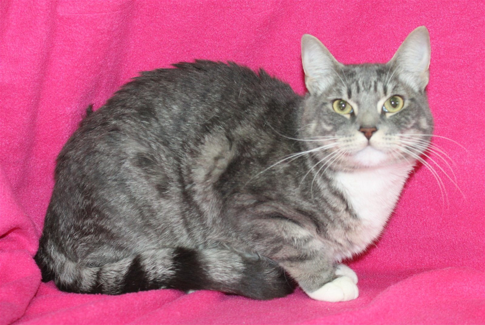 adoptable Cat in Prattville, AL named Gravy-  39420