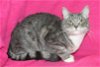 adoptable Cat in prattville, al, AL named Gravy-  39420