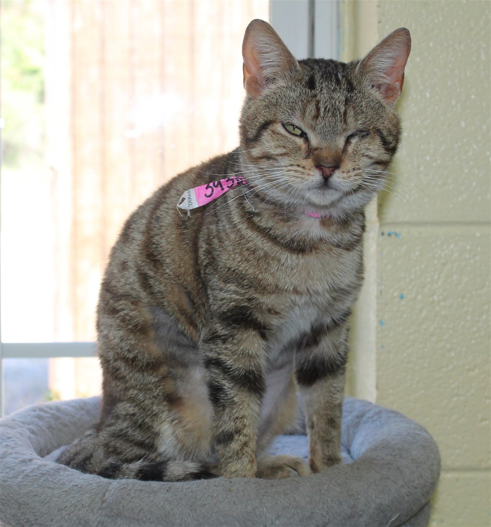adoptable Cat in Prattville, AL named Olyve - 39389