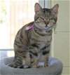 adoptable Cat in  named Olyve - 39389
