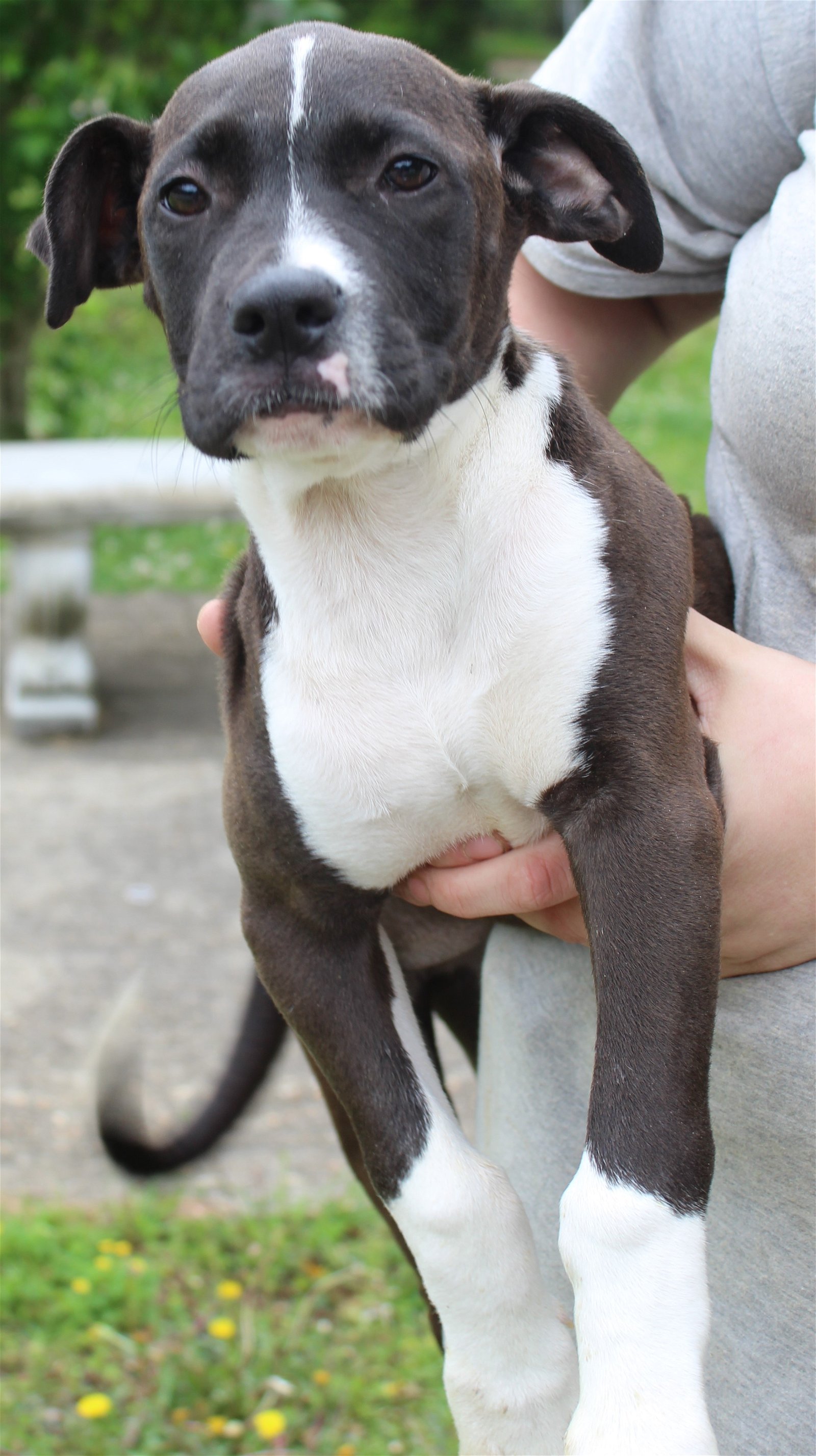 adoptable Dog in Prattville, AL named Jazz 39468