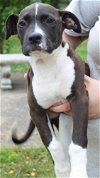 adoptable Dog in prattville, al, AL named Jazz 39468