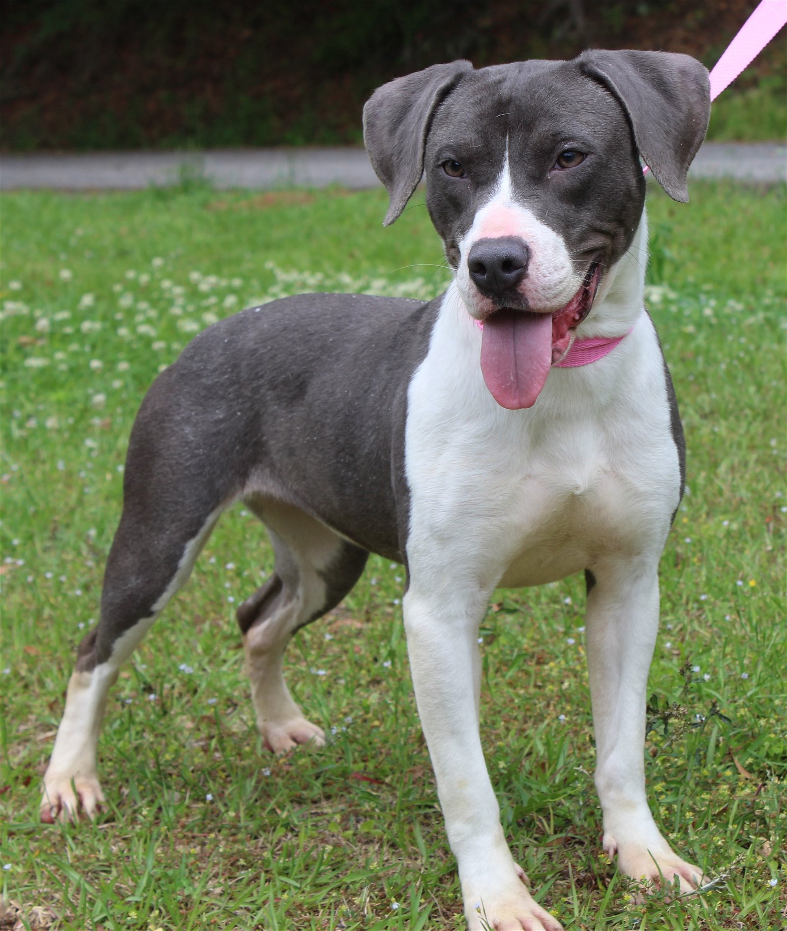 adoptable Dog in Prattville, AL named Saber 39400