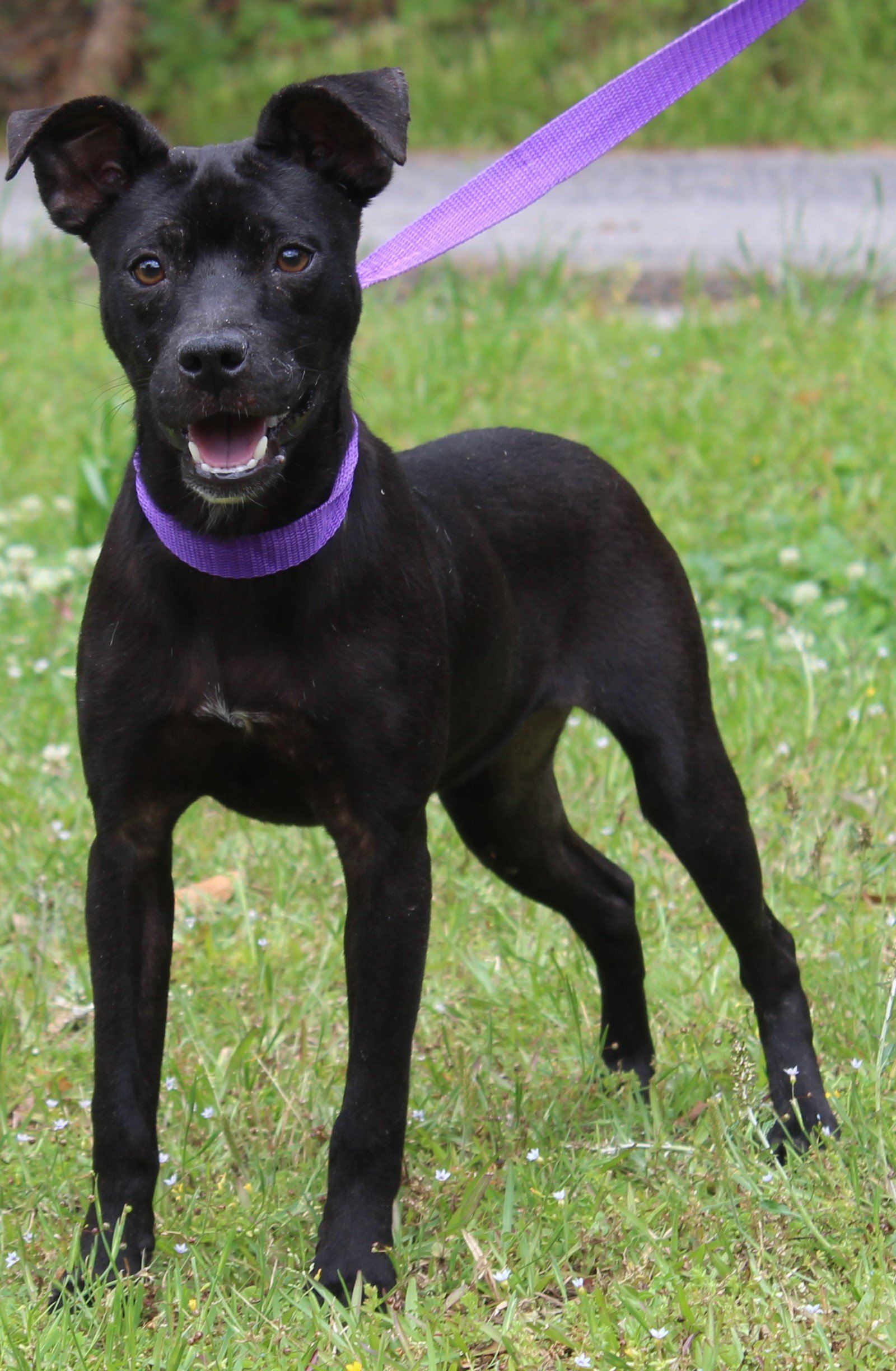 adoptable Dog in Prattville, AL named Gwen 39466