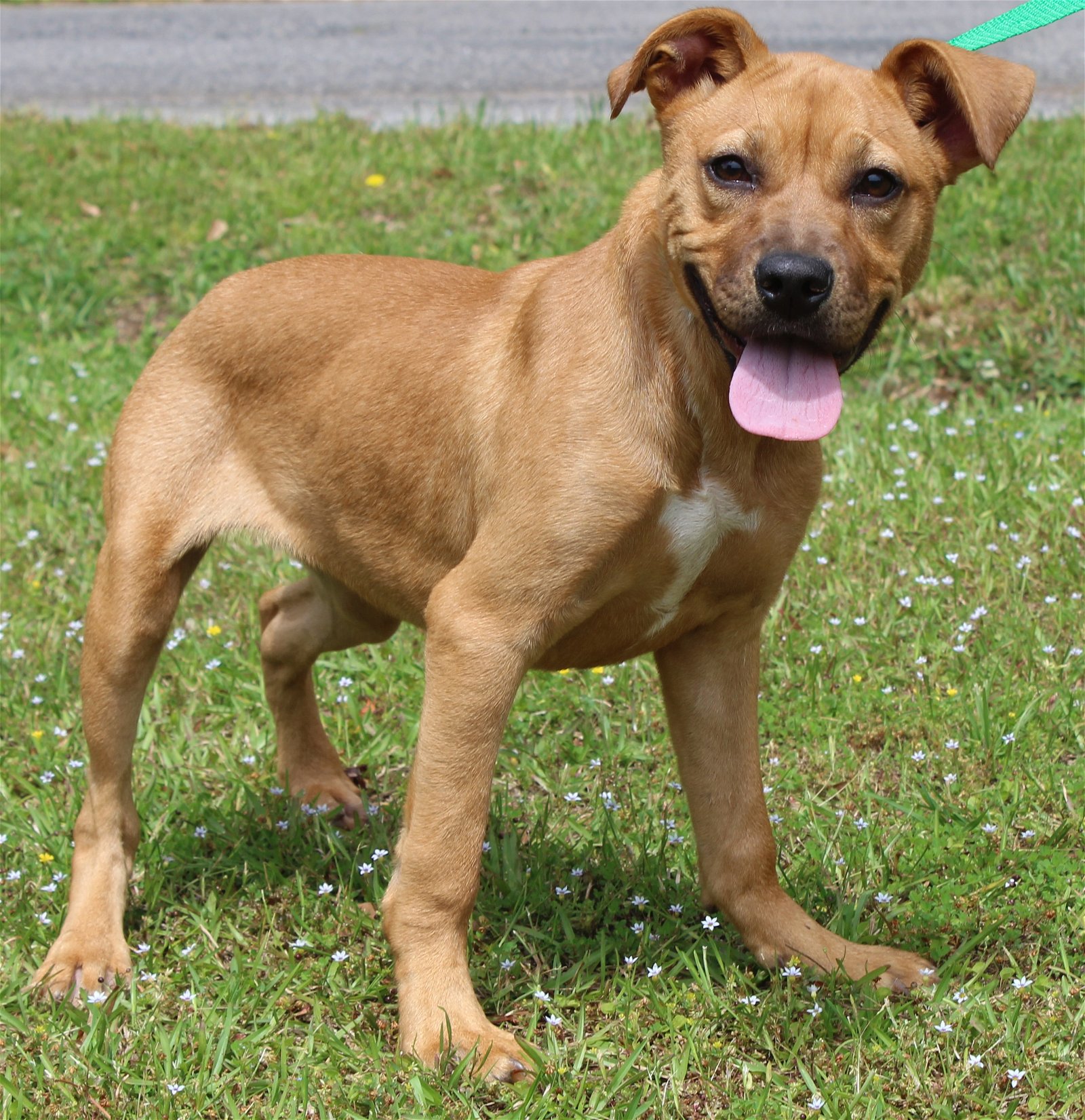 adoptable Dog in Prattville, AL named Lulu 39407