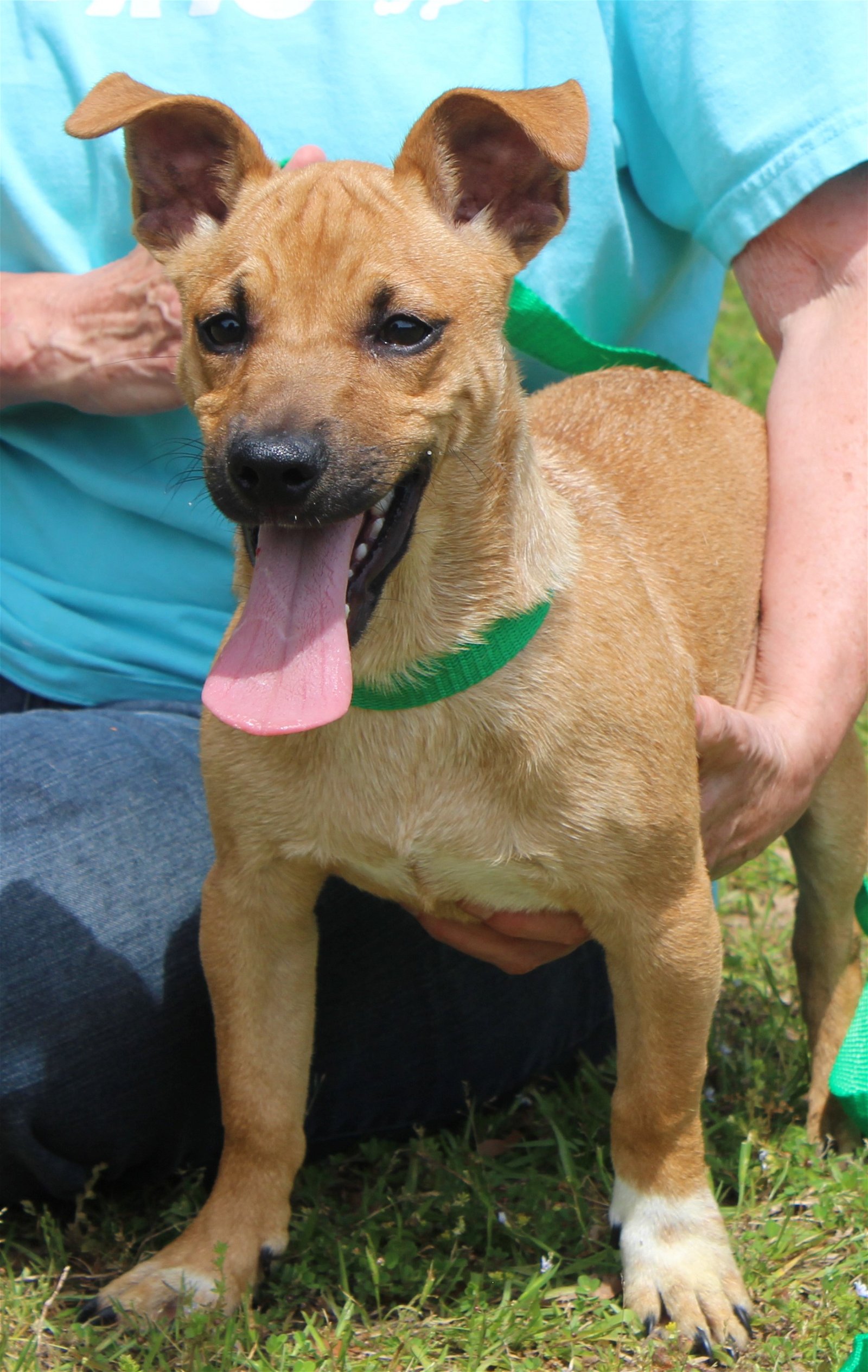 adoptable Dog in Prattville, AL named Handsome 39373